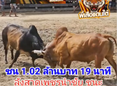 คลิปวัวชนย้อนหลัง ผลการชน ลังสาดเพชรนำชัย (โลแกน)  VS  แดงงามอัศวินยอดสิงห์มาวิน (อั่งเปาสิงห์มาวิน)