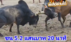 คลิปวัวชนย้อนหลัง ผลการชน โหนดหลังขาวมงกุฎเพชร (สส.)   VS  ลังสาดขุนศึกมานะชัย (ท่านหล่อ)