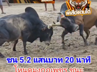 คลิปวัวชนย้อนหลัง ผลการชน โหนดหลังขาวมงกุฎเพชร (สส.)   VS  ลังสาดขุนศึกมานะชัย (ท่านหล่อ)