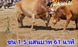 คลิปวัวชนย้อนหลัง ผลการชน ขาวงามซัคเกอร์  VS แดงแสนคมมีสมบัติ (ไข่ทอง)