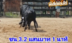 คลิปวัวชนย้อนหลัง ผลการชน โหนดโฮฮาน่า (หัวถ่าน)  VS นิลงามทรัพย์อรุณ