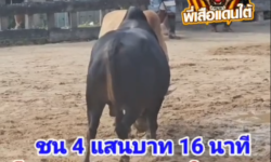 คลิปวัวชนย้อนหลัง ผลการชน โหนดมังคุดละมุดลำไย   VS ขาวสุดทางรัก