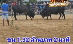 คลิปวัวชนย้อนหลัง ผลการชน ดุกด้างเพชรสามสี (ดอลล่าร์)  VS  โหนดพิทักษ์นำชัย (อ้ายเทลเลอร์)