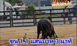 คลิปวัวชนย้อนหลัง ผลการชน โหนดปานขวัญ  VS ดุกด้างฟ้าวันใหม่ (อ้ายช้าง)