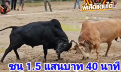 คลิปวัวชนย้อนหลัง ผลการชน ขาวหิมาลัย (คีรีเล็ก)  VS โหนดขุนแผนจิ๋ว