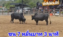 คลิปวัวชนย้อนหลัง ผลการชน ดุกด้างยอดพิชิตชัย (อ้ายดื้ด) VS  โหนดคมพยัคฆ์