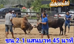 คลิปวัวชนย้อนหลัง ผลการชน โคโหนดมั่งมีทวีทรัพย์ VS โคลังสาดขาวเจ้ายุทธจักร (สามศรี)