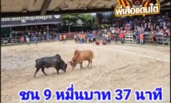 คลิปวัวชนย้อนหลัง ผลการชน โคขาวงามพรเทพ (ใจเย็น) VS โคโหนดงามพันพยัคฆ์ (ฉ้องด้อง)