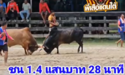 คลิปวัวชนย้อนหลัง ผลการชน โคแดงเพชชรภูธร(ทองพูน) VS โคโหนดอัศวินเทพประทาน(นนทิ)