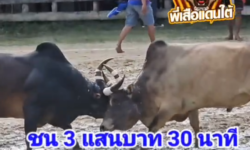 คลิปวัวชนย้อนหลัง ผลการชน โคลังสาดงามไทยพาณิชย์ (เบ็นโตะ) VS โคโหนดงามศิริขวัญวันฉลองชัย (ทัพหลวง)