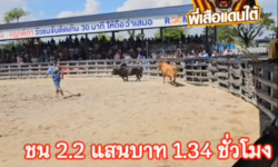 คลิปวัวชนย้อนหลัง ผลการชน โหนดพยัคฆ์ไฟเย็น (ท่านเมือก) VS แดงบ้าบัญชาชัย (แดงบ้า)