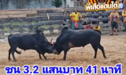 คลิปวัวชนย้อนหลัง ผลการชน โหนดเหลี่ยมวิชา (แบ้น้อย)  VS นิลงามปราบปรปักษ์ (ไอ้ปราบ)