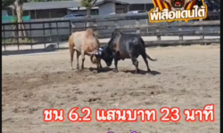 คลิปวัวชนย้อนหลัง ผลการชน ขาวยอดสิงห์  VS โหนดร้อยวิชาขวัญใจท่าโด