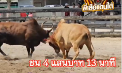 คลิปวัวชนย้อนหลัง ผลการชน ขาวเทพวิชายอดนำชัย (ลายไทย) VS ลันดาแสนชัย