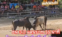 คลิปวัวชนย้อนหลัง ผลการชน ลังสาดแจ้งจับ (อ้ายอาก)  VS โหนดงามสิงห์พยัคฆ์เล็กยอดวิชา (วันครู)