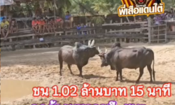 คลิปวัวชนย้อนหลัง ผลการชน ดุกด้างอัศวินสิงห์นักล่า (PT)  VS ดุกด้างมหากาฬ (อ้ายลูกพริก)