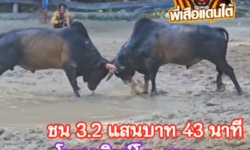 คลิปวัวชนย้อนหลัง ผลการชน โหนดสิงห์โตปราบเด็ดเพชรแดนใต้ (ไอ้สิงห์) VS เพชฌฆาตทายาทหัวพูล (ไอ้พุต)