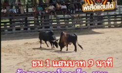 คลิปวัวชนย้อนหลัง ผลการชน ดุกด้างศรีปราญทายาทหัวมัน (สามกำนัน)  VS ลังสาดจอมโหดเล็ก (ไอ้เกา)