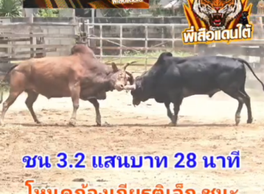 คลิปวัวชนย้อนหลัง ผลการชน งามสุดรักพยัคฆ์นำชัย (อ้ายปรัก)  VS  โหนดก้องเกียรติเล็ก (สองแสน)