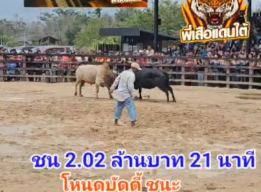 คลิปวัวชนย้อนหลัง ผลการชน โหนดนรวีร์วันมีชัย (บัดดี้)VS ขาวงามเพชรสกุลวัง (บักลาย)