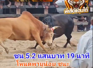 คลิปวัวชนย้อนหลัง ผลการชน แดงงามพญาหงส์ขนทอง (แทรกเตอร์)  VS  โหนดใจเด็ดเพชรชูชัย (พายุน้อย