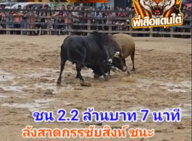 คลิปวัวชนย้อนหลัง ผลการชน โหนดณรงค์ฤทธิ์ (มัจฉา)  VS ลังสาดกรรชัยสิงห์