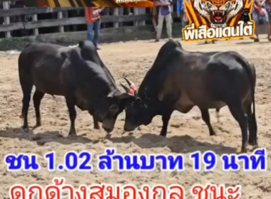 คลิปวัวชนย้อนหลัง ผลการชน ดุกด้างใจเด็ดเพชรควนเงิน (อ้ายประกัน) VS โคโหนดอัศวินยอดนักสู้ (สมองกล)