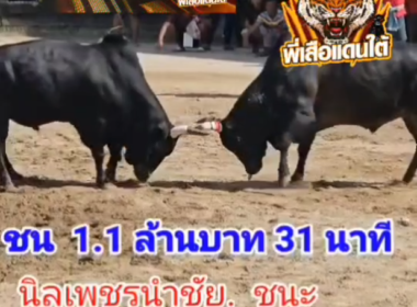 คลิปวัวชนย้อนหลัง ผลการชน โหนดนัมเบอร์วัน (ซุปเปอร์ปาน)  VS นิลเพชรนำชัย (นิลน้อย)