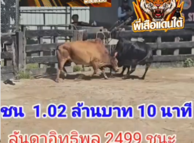 คลิปวัวชนย้อนหลัง ผลการชน ดุกด้างดาวเกรียงไกร (ปอร์เช่)  VS  ลันดาอิทธิ2499 (เด็กช่าง)