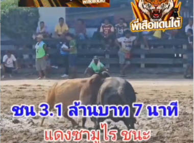 คลิปวัวชนย้อนหลัง ผลการชน ลังสาดวายุภักดิ์ (สิงห์ดำ)  VS แดงซามูไร (มาเหนือ)