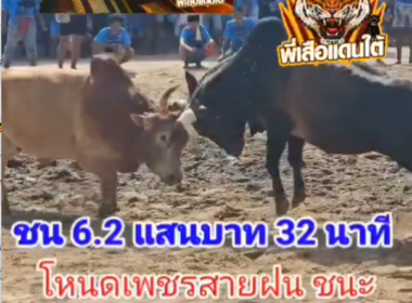 คลิปวัวชนย้อนหลัง ผลการชน โหนดเพชรสายฝน (ไอ้กวาง)  VS แดงเพชรเอก