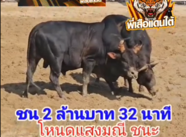คลิปวัวชนย้อนหลัง ผลการชน โหนดแสงมณี (สิบแสน)   VS  โหนดบุตรบุญธรรม
