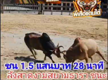 คลิปวัวชนย้อนหลัง ผลการชน ลังสาดงามสยามธารา (ธารา)  VS ขาวงามสามชาย (อ้ายแดง 2 จังหวัด)