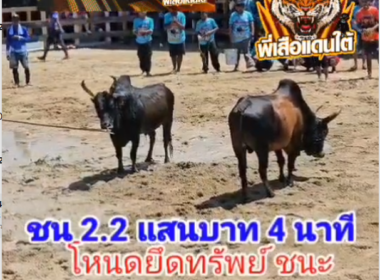 คลิปวัวชนย้อนหลัง ผลการชน โหนดยึดทรัพย์ (เบี้ยดอก)  VS  โหนดทรัพย์รุ่งโรจน์ (ดอกเบี้ย)