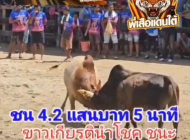 คลิปวัวชนย้อนหลัง ผลการชน โหนดลูกช้างศึก (ลูกช้าง)  VS ขาวเกียรตินำโชค (นักรบใต้)