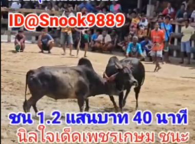 คลิปวัวชนย้อนหลัง ผลการชน นิลใจเด็ดเพชรเกษม (เสือใหญ่) VS  โหนดหนูนุ้ยตะลุยศึก