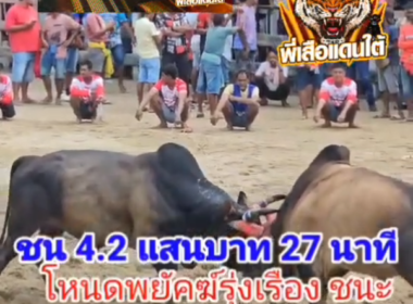 คลิปวัวชนย้อนหลัง ผลการชน ลังสาดพานทองแท้  VS  โหนดพยัคฆ์รุ่งเรือง