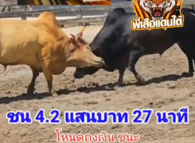 คลิปวัวชนย้อนหลัง ผลการชน โคโหนดจอมโหดเล็ก (ถุงเงิน) VS โคขาวงามสามกษัตริย์ ศ.แสนสุข (ลูกเล)