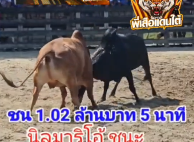 คลิปวัวชนย้อนหลัง ผลการชน โคนิลสุดรักยอดกตัญญู (มาริโอ้) VS โคแดงงามเพชรทางหลวง