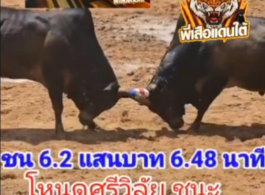 คลิปวัวชนย้อนหลัง ผลการชน โหนดจอจี้ยอดดีมีชัย VS โหนดศรีวิลัย