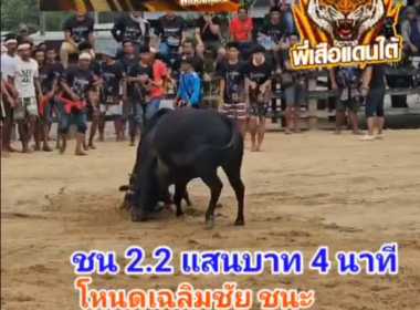 คลิปวัวชนย้อนหลัง ผลการชน โหนดเฉลิมชัย (มงคล)  VS โคโหนดปราบเฉลิมชัย (ตี๋เล็ก)