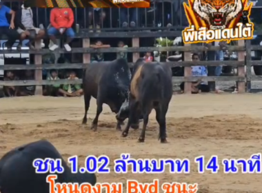 คลิปวัวชนย้อนหลัง ผลการชน โหนดหนึ่งสยาม (ไอ้ใจเย็น)  VS  โหนดงาม BYD