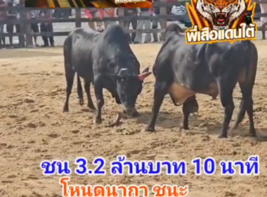 คลิปวัวชนย้อนหลัง ผลการชน โหนดหลังขาวจอมลีลายอดนำชัย (นากา) VS  เก้ามนุษย์เทพบุตรแสนชัย (ไอ้เก้า)