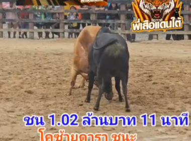 คลิปวัวชนย้อนหลัง ผลการชน ขาวงามเอกวิชาดารากงหรา (โซโรม่อน) VS  โหนดอัศวินสิงห์ล่าทรัพย์ (ซ้ายดารา)