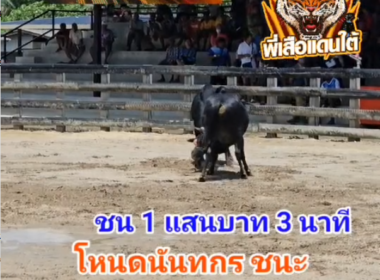 คลิปวัวชนย้อนหลัง ผลการชน นิลสุดทางรัก (ฉองดอง)  VS โหนดนันทกรยอดนำชัย