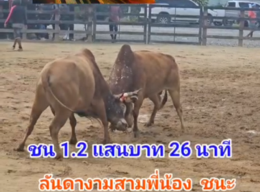 คลิปวัวชนย้อนหลัง ผลการชน ลันดางามสามพี่น้อง (เหล็กโคน)  VS  ขาวเพชรอุทัย (ลูกเบอร์ลอน)