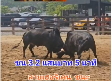 คลิปวัวชนย้อนหลัง ผลการชน โหนดแซมสิงห์ชาววัง (เสือไทย)  VS  ลายเฮอริเคน 3