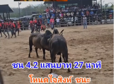 คลิปวัวชนย้อนหลัง ผลการชน ดุกด้างจอมยุทธเพชรการยาง (อ้ายใจเย็น)  VS  โหนดหลังขาวใจสิงห์ยอดนักสู้