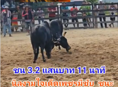คลิปวัวชนย้อนหลัง ผลการชน นิลงามใจเด็ดเพชรมีชัยขวัญใจบุษบา (อ้ายเพชร) VS นิลแซมเพชรมีชัย (ไอ้นิลน้อย)