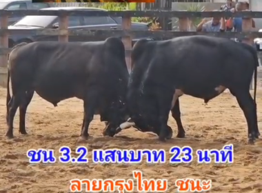 คลิปวัวชนย้อนหลัง ผลการชน โหนดเหลี่ยมเพชร (ลายกรุงไทย)  VS  โหนดใจเด็ดเพชรแสนเหลี่ยม